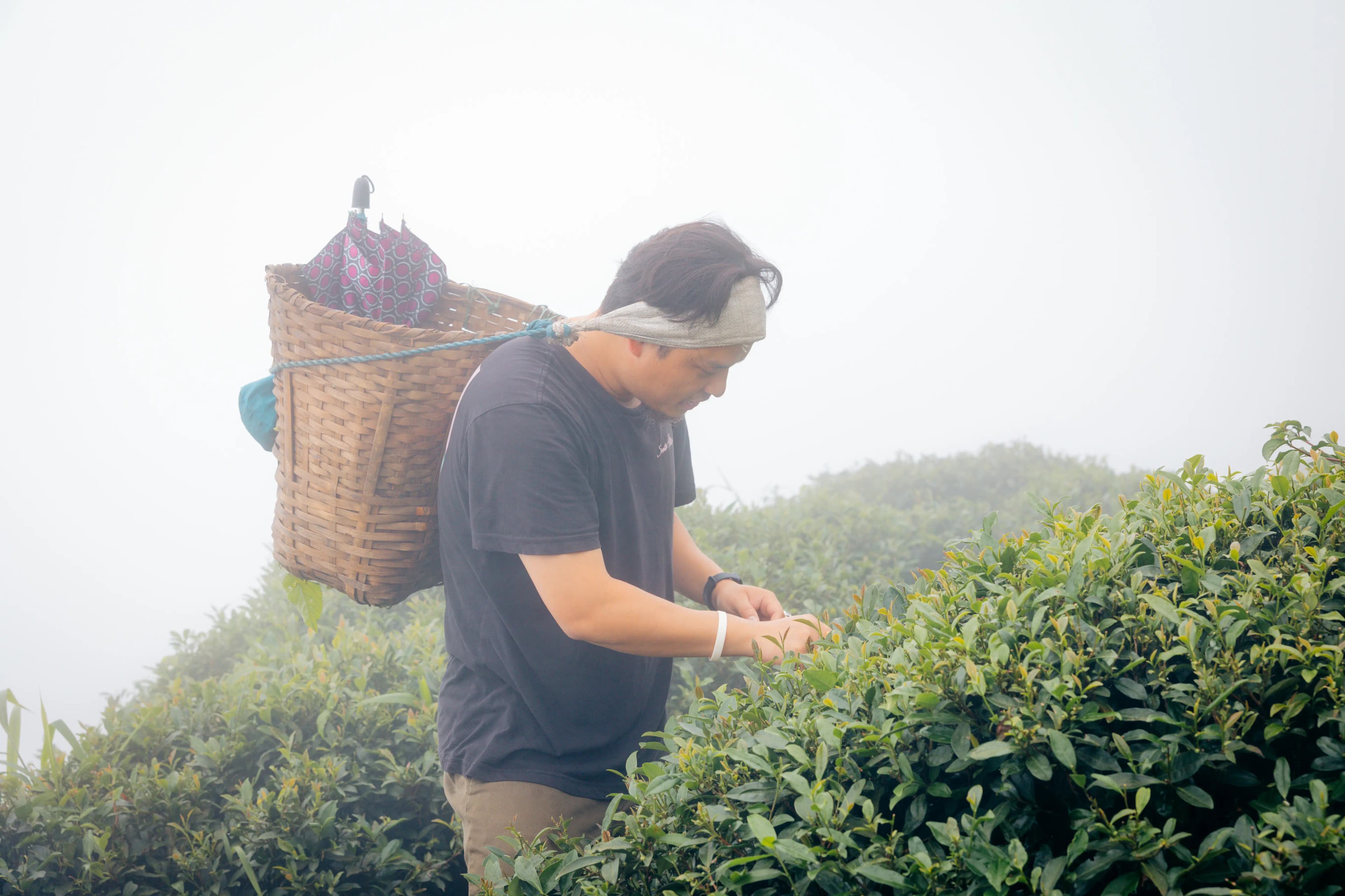 Hands plucking fresh tea leaves in a Nepali hillside garden