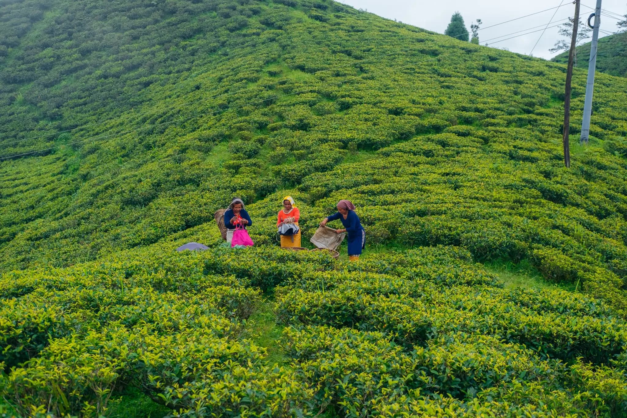 Tea picker carrying a basket of fresh Camellia sinensis leaves in Nepal